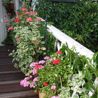 Blommor som står längs med en trappa.