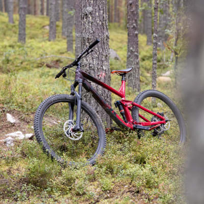 Punamusta maastopyörä nojaa mäntyä vasten metsässä.