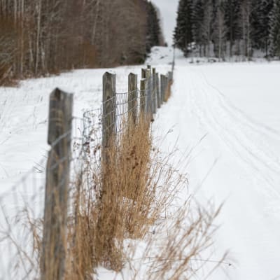 Suomen ja Venäjän raja-aitaa Nuijamaalla. Valtioiden välissä on muutaman metrin levyinen paljaaksi hakattu kaistale.