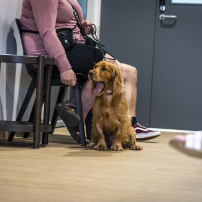 Koira odottamassa vuoroaan eläinlääkäriin  lääkärikeskuksen lattialla.
