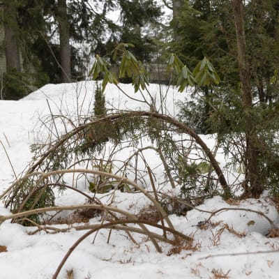 Puutarhan havupensasaidan varret ovat taipuneet mutkalle lumen alla.