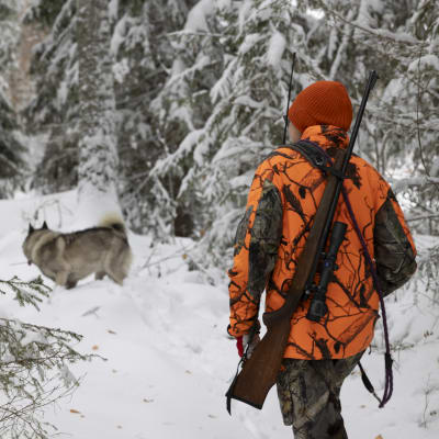 En jägare med jaktvapen på ryggen går efter en hund i skogen. Marken och träden är snötäckta.