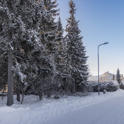 Oulun Kaakkurissa asuinalueella pieni metsätontti.