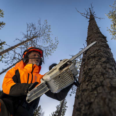 HEIKKI PITKÄNEN sahaamassa tuhoutunutta puuta metsässä.