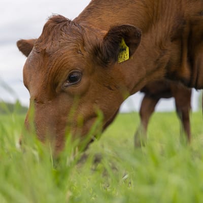 En ko äter gräs på en äng.