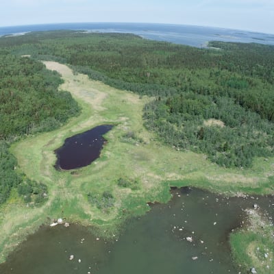 Rannikon monimuotoista kasvillisuutta ja maan kohoamista kuvattuna droonilla ilmasta.