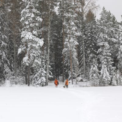 Två jägare går på ett snöfyllt fält in mot skogen. De är klädda i orange.