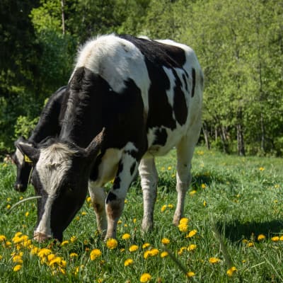 Lehmä syö heinää kukkaniityllä