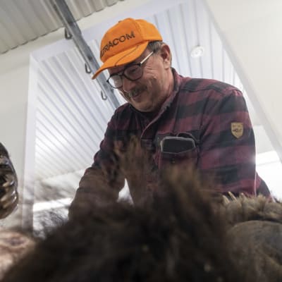 KEIJO VITRI Jonkerin riistamiehet, leikkaamassa metsästämäänsä karhua
