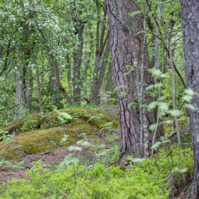 Lappeenrannan Lauritsalan Furulundin puistoalueen polkuja vanhassa metsässä.