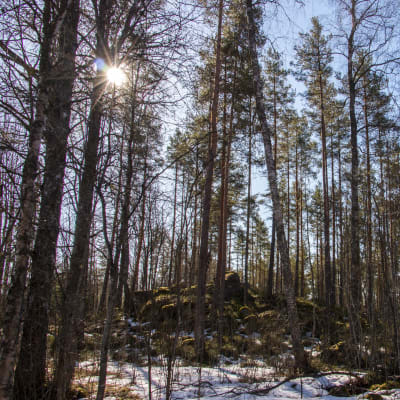 Keväinen metsä, aurinko ja lumipälviä, Kankaanpään Venesjärvellä, Pohjois-Satakunnassa.