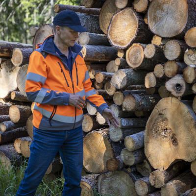 Metsäasiantuntija Kari Laiho tutkii tukkipinoa.