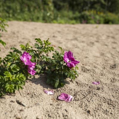 Vresros med lila blommor växer i sanden.