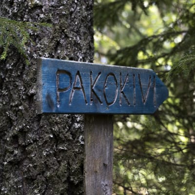Puinen kyltti, jossa lukee teksti PAKOKIVI. Taustalla havupuiden oksia ja runkoja.