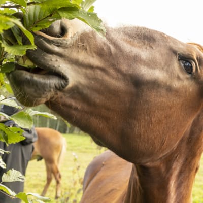 Hevonen syö puskaa.