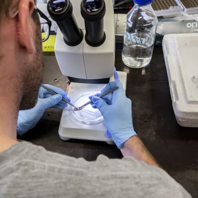 Kalojen tutkintaa Lammin biologisella asemalla.