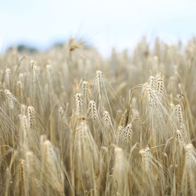 Bild med kort skärpedjup av kornfält. 