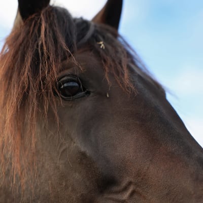 Hevonen seisoo aitauksessaan.