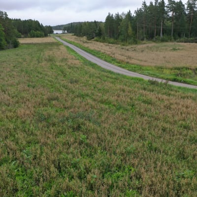 Varsinais-Suomen kehnoa viljakasvustoa 2023