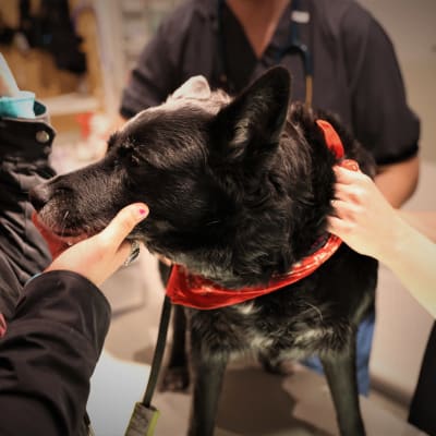 Rescue koira eläinlääkärissä