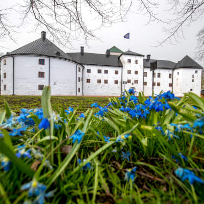 Blommande scillor framför Åbo slott