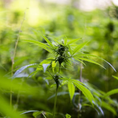 En cannabisplanta omgiven av andra plantor.