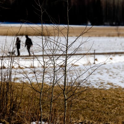 Kaksi ulkoilijaa ja koira keväisessä mutta vielä lumisessa maisemassa Viikin pelloilla.