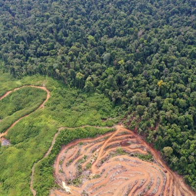 Luftbild på avskogning i Indonesiens regnskog på grund av palmoljeplantage.