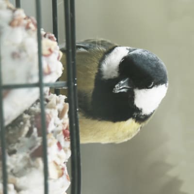En talgoxe som äter vid ett fågelbräde. 