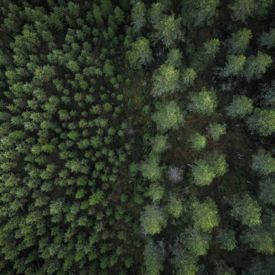Metsää Laukaassa.