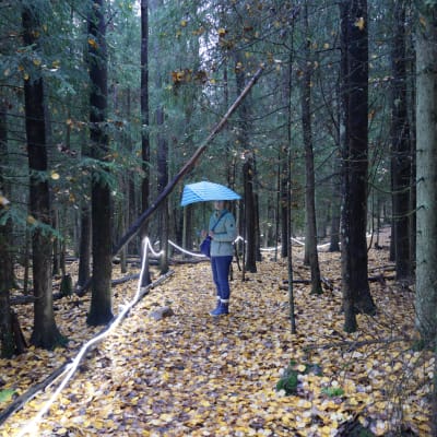 Tohlopin valopolku päiväsaikaan, valkoinen led-nauha kiertelee puiden lävitse, polun keskellä seisoo nainen sinisen sateenvarjon kanssa.