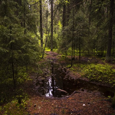 Vehreää, sateista metsää Ylöjärvellä. Kuusikon läpi kulkeva polku on täyttynyt vedellä.