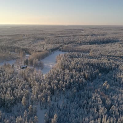 Drooni kuvaa Sanginjoen metsästä