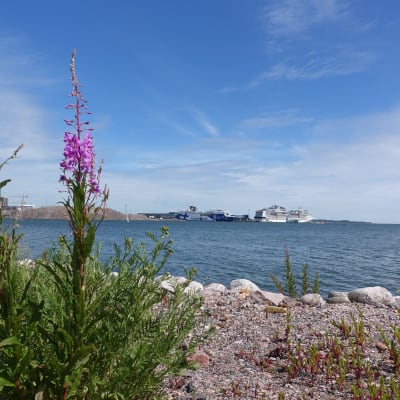 Utsikt över Finska viken från Drumsö strand. Passagerarfärjor i fjärran.