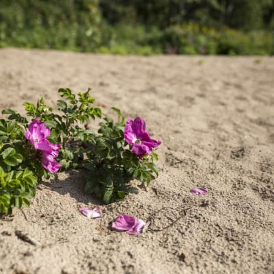 Vresros med lila blommor växer i sanden.