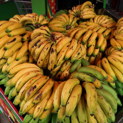 Massor bananer i en fruktbutik i Colombia.