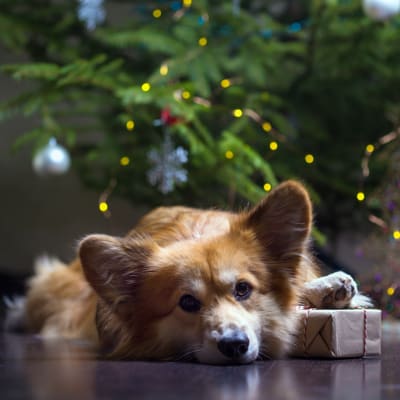 Corgi ligger med tassen på en julklapp framför en julgran.