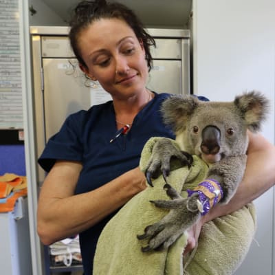 Sairaanhoitaja pitää loukkaantunutta koalaa sylissään.
