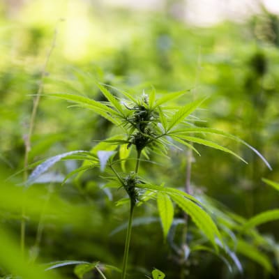 En cannabisplanta omgiven av andra plantor.