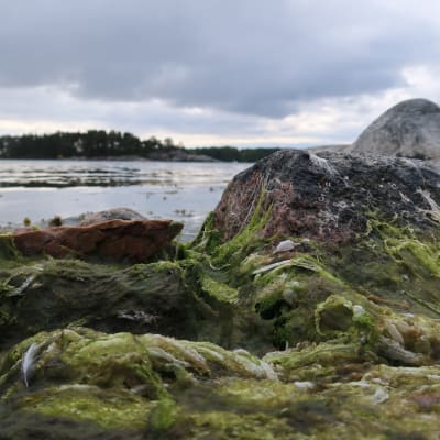 Bild av en sten vid strandne täckt av sjögräs. 