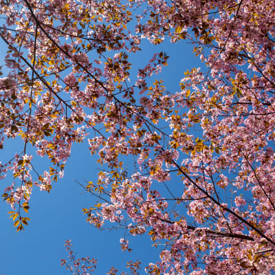 Kirsikankukkia Roihuvuoren kirsikkapuistossa.