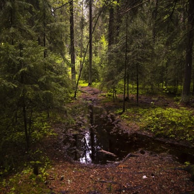 Vehreää, sateista metsää Ylöjärvellä. Kuusikon läpi kulkeva polku on täyttynyt vedellä.