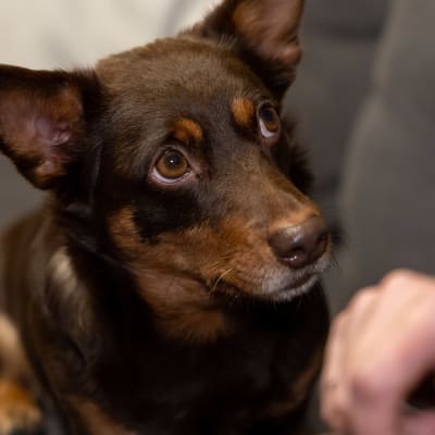 En brun liten hund tittar med stora ögon på en människa.