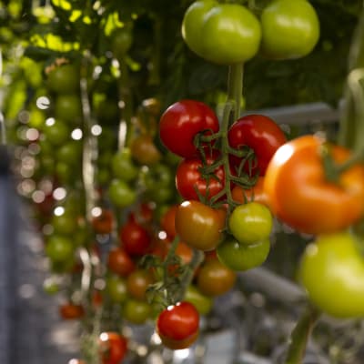 Tomater i växthus.