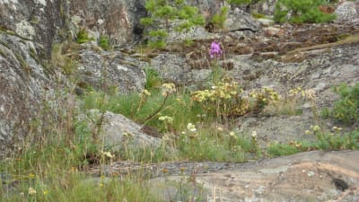 Skärgårdsmiljöstiftelsens naturskyddsområde i Ekenäs skärgård.