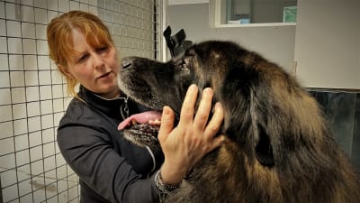 Leonberginkoira Nanne Korpivaaran koirahoitolassa.