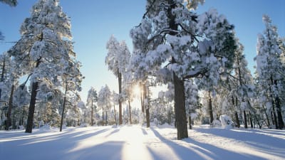 En skog på vintern i soligt väder