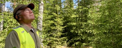 En äldre man med gul reflexväst och skärmmössa tittar uppåt i en skog.