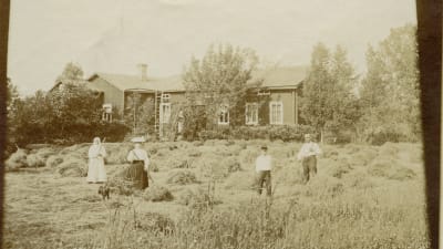 Två kvinnor och två män räfsar hö utanför ett boningshus. 1800-1920-tal.