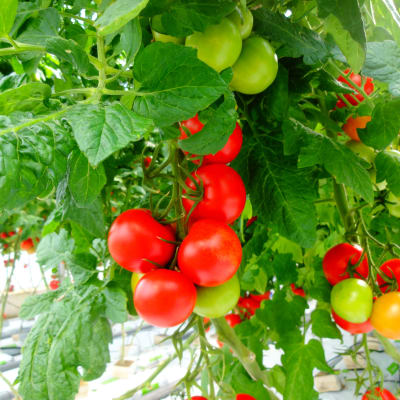 Tomatodling, Flera tomatklasar